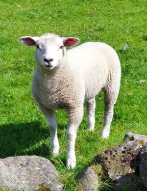 Lamb