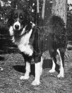 Black and white photo of an English Shepherd dog